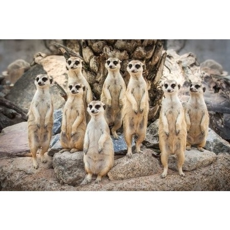 3D magnet meerkats
