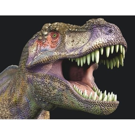 3D koelkast magneetje met T-rex dinosaurus