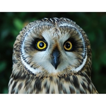 3D magnet owl