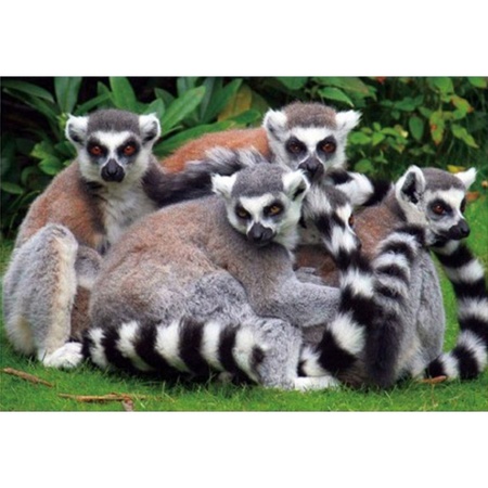 Placemat ring-tailed lemur 3D 28 x 44 cm