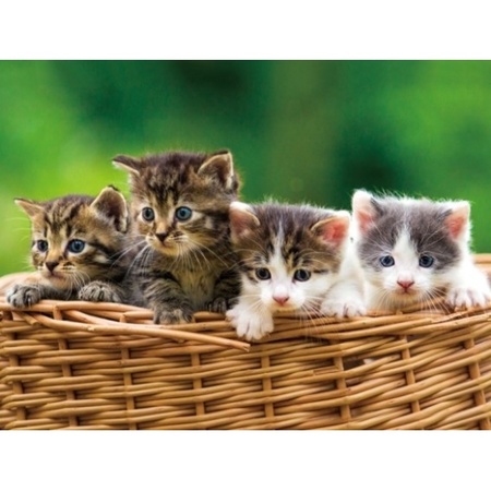 Placemats cats/kitten 3D 30 x 40 cm