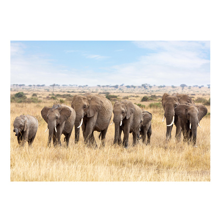 Poster African Elephants 84 x 59 cm