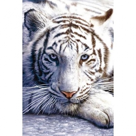 Fotografische poster witte tijger