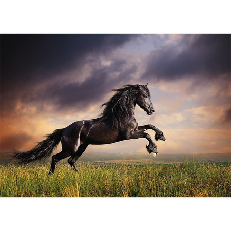 Dieren kinderkamer poster galopperende zwarte hengst / paard 84 x 59 cm